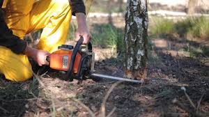 Best Stump Grinding and Removal  in Bingham Farms, MI