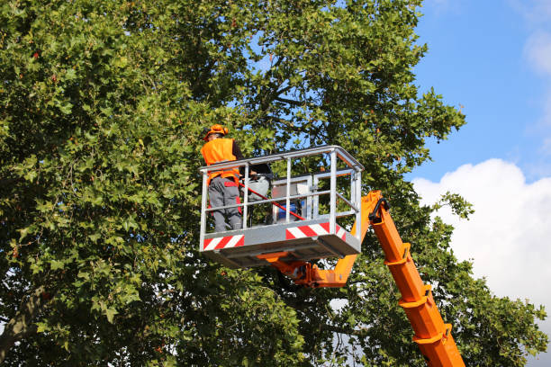 Best Fruit Tree Pruning  in Bingham Farms, MI