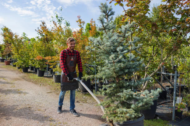 Best Tree Maintenance Programs  in Bingham Farms, MI